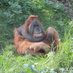 ISR Orangutan (@ISR_orangutan) Twitter profile photo