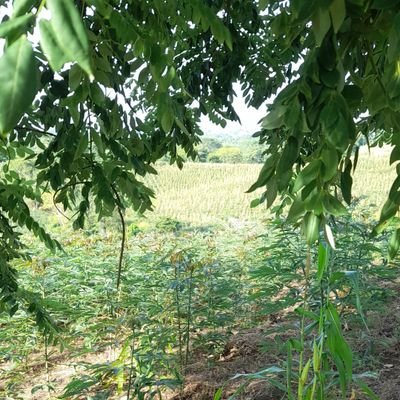 CORDOBS38's profile picture. DERCHA