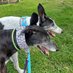 Milli Moo & Mister Tom (@milligreyt) Twitter profile photo Milli Moo & Mister Tom (@milligreyt) Twitter profile photo