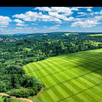 DKkirui4694's profile picture. A simple man; like's God,Kenya, Politics