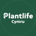 Plantlife Cymru (@PlantlifeCymru) Twitter profile photo