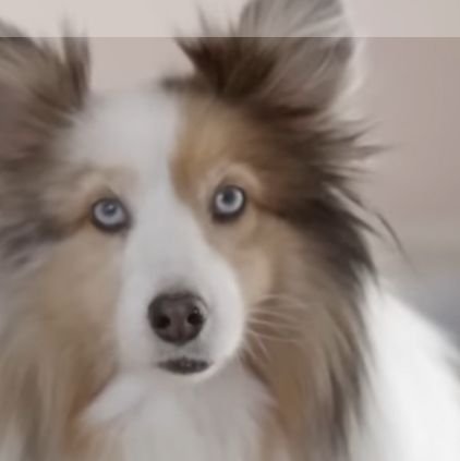 shindream7's profile picture. 