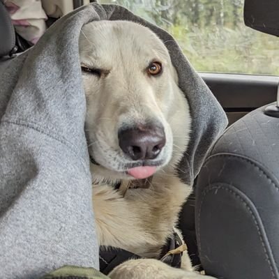 Hurkeycane's profile picture. I don't like your political choice. 
pronouns: what?/what!?!
If you hate a person, you hate something in him that is a part of yourself.-Herman Hesse.