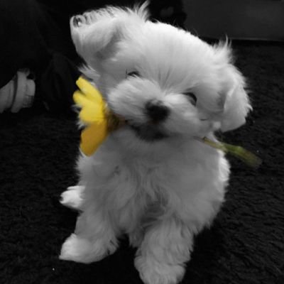 AmeliXgiannara's profile picture. 