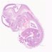 Histologynerd (@Histologynerd) Twitter profile photo