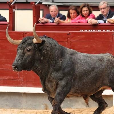 Mi amor...Dios...mi Familia y los Toros ! 
 PLUMA EN PUNTAS.