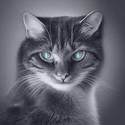 epiccatz1's profile picture. Hi! My name is Epic, here are my links: https://t.co/qWFk7JdlBO