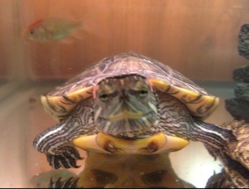 Ninja_Pokey's profile picture. Im Pokey the red eared slider turtle. Basker, shrimp eater, mean mugger. Favorite movie: Tropic Thunder. 2012 Mean Mug title holder. Never been kissed...