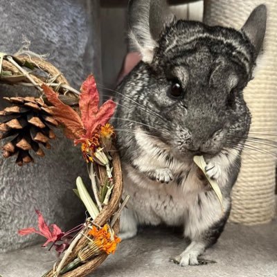 チンチラグレー、パールかぎ針編み。 1月4日に令和が我が家にやって来ました。成長記録を打ち立てたいけど、実際のところはよくわからない。なので無言フォロー失礼します。 R3.9 🐁
