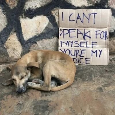 My generous ambitions
*To provide homeless dogs with shelter
*To provide adequate food supply and treatment to stray dogs