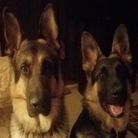 T- 🇺🇸 (@ty_vets_police) 's Twitter Profile