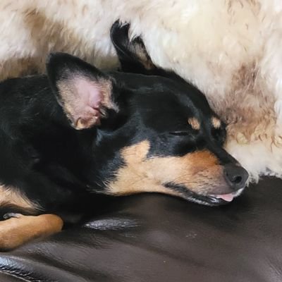 DJ_Dreamspice's profile picture. Bachelor's of Science, TST member, Trans Man, and occasional boss mod for @StupidBullets. Vote Democrat. Free Palestine