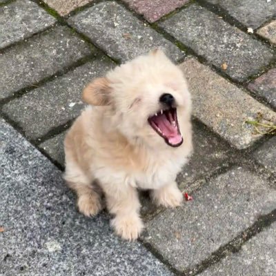 sheng_zhiyan's profile picture. xuan