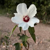 E.R. LeVar *is sometimes still here* (@erlevar1031) 's Twitter Profile Photo E.R. LeVar *is sometimes still here* (@erlevar1031) 's Twitter Profile Photo