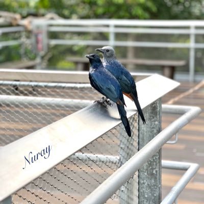 Intrigued by the art of human expression, rejuvenated by nature walks, soothed by the flight of birds. Understanding life one word and one step at a time.