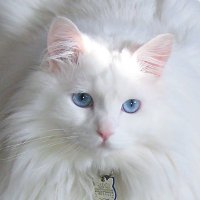 Hellooo_Kittah (@hellooo_kittah) 's Twitter Profile Photo Hellooo_Kittah (@hellooo_kittah) 's Twitter Profile Photo