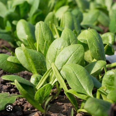 RemziCakmak4's profile picture. Who knows What the future holds ?