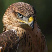 RobM (@policy_hawk) 's Twitter Profile