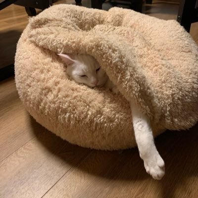 Telith's profile picture. 元streamer 、生存確認不用。ｲｷﾃﾙｶﾗ！