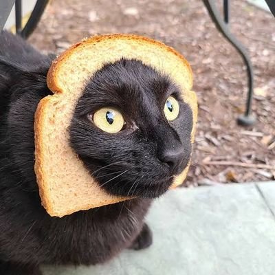 PlzFeedMeBread's profile picture. 