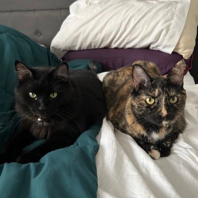 tala (the grumpy tortie, 4 yo) & maya (the fluffy one,  3 yo)!! 

adopted together from the same barn colony & named after filipino goddesses of the 🌟 & 🌙