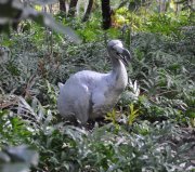 dodo_alive's profile picture. Dodo Alive onderzoekt de wereld van de dodo | Dodo alive studies the world of the dodo