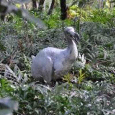 dodo bird found alive 2018 dodo bird found alive 2018