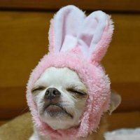 bunnie (@curiousbunnie12) 's Twitter Profile Photo bunnie (@curiousbunnie12) 's Twitter Profile Photo