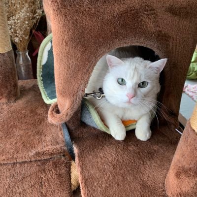 前のアカウント消えてしまいましたフォローよろしくお願いします^_^松田聖子のファンでゲーム好き。仕事はコンビニの夜勤とホテルと旅館の掃除や枕敷き皿洗い他朝から夜出勤と毎日やってます。フォローよかったらよろしくお願いしますにゃん😊ネコ🐈好きでウチに白いネコいます😀@Sho1104Leoも応援よろしくお願いします🙇