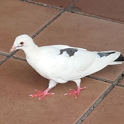 顕家さんのプロフィール画像