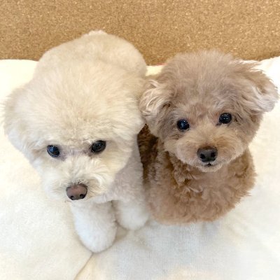 トイプードルの虎太郎＆三桜です。
Youtubeに動画を投稿しています🐶
虎太郎(こたろう)【レッド・男の子・2017/2/27】
三桜(みお)【クリーム・女の子・2020/12/5】
TikTok⇛https://t.co/YhPVEoP8D8…