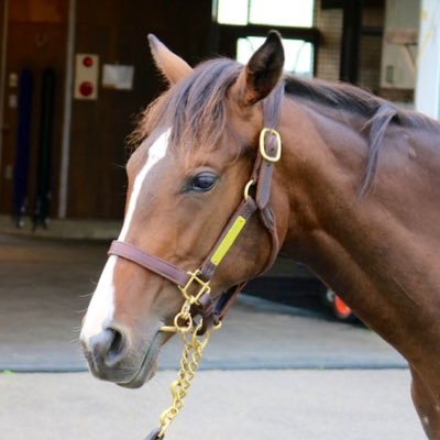 ほぼ競馬。社台TC・サンデーTC・キャロット・インゼル・DMMで出資。出資馬重賞勝ち🏆 🐎シンハライト 優駿牝馬 チューリップ賞 ローズS 🐎クリプトグラム 目黒記念🐎デアレガーロ 京都牝馬Ｓ🐎センテリュオオールカマー