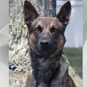 Yoda K9 is my new hero. A Belgian Malinois. He took down Danelo Cavalcante in PA. One of the biggest manhunts, it all came down to Yoda.