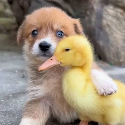 The perfect to show to your parents when you want a duck and dog 🐶DM for credit/removal