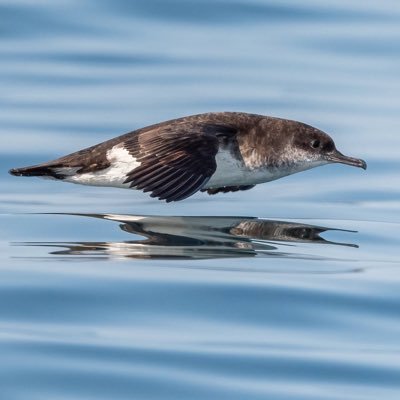 Birder & photographer. Seawatching, gulls & new to mothing. Living on the Hants/ Dorset border.