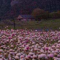 NormalLyricsBot's profile picture. 