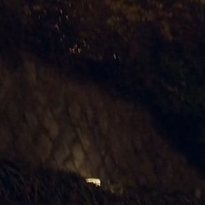 dwrnta's profile picture. mostly cats, and my seasonal fangirling page