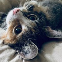 claudi eiskalt (@claudieiskalt) Twitter profile photo