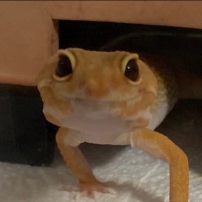 chronoll's profile picture.