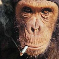 黒猿(@new_blackmonkey) 's Twitter Profile Photo