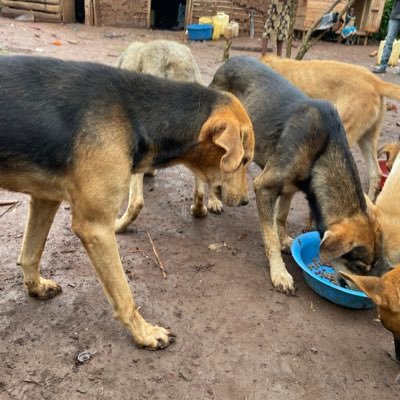 father of all dogs Providing compassionate care for homeless dogs in Uganda. It's not how much we give , but how much love we put into giving 🐕🐾🐶 Donate 🙏⬇️