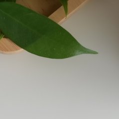 acc_haiydar's profile picture. محاسب