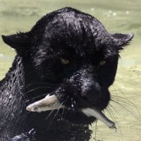 ู โณแง (@gonetoslumber) 's Twitter Profile Photo ู โณแง (@gonetoslumber) 's Twitter Profile Photo
