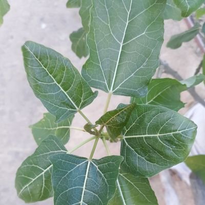 The best apricot I ever had was from a 4 year old tree. Mandarin citrus can flower in 3 years. Vetiver grass is very drought tolerant. Musk strawberries. Loquat