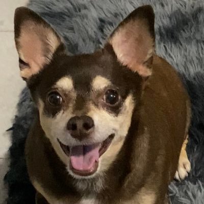 Chihuahua nini, adoptada, 10 años, me encanta pasear en 🚙 e ir de compras🛍 y el beisbol los ☁️y🦌