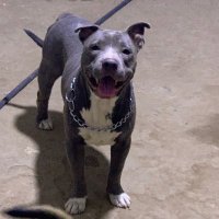 Nath PITbuLL 🎧 (@natybongo_2) 's Twitter Profile