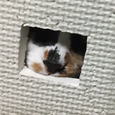 RTマン玉子丼さんのプロフィール画像