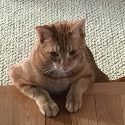 WhoisHarryCrumb's profile picture. I wish I could hit a draw