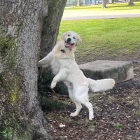 springgg (@fantomcoffeee) 's Twitter Profile