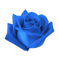 💙🥀Blue Rose🥀💙 (@blueroseagain) 's Twitter Profile